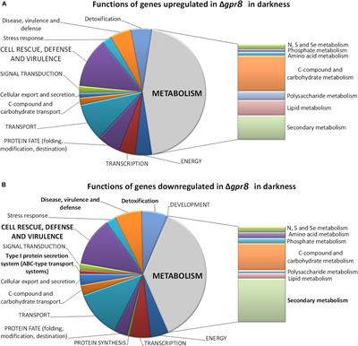 The G-protein Coupled Receptor GPR8 Regulates Secondary Metabolism in Trichoderma reesei